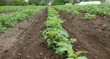Jak vyrobit ruční frézu na brambory pro vlastní potřebu?